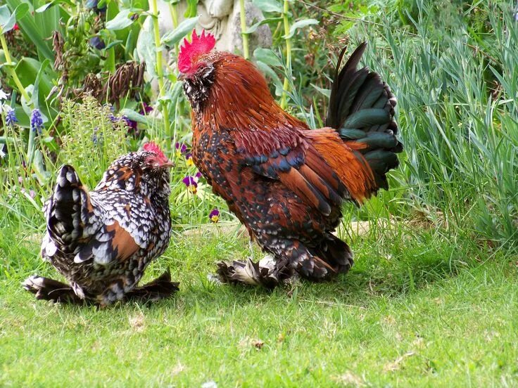 Карликовые декоративные куры породы фото Barbu d'Uccle Beautiful chickens, Chickens backyard, Bantam chickens