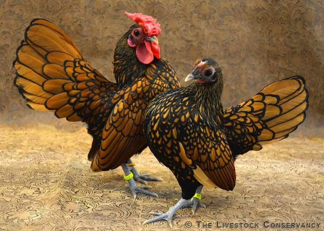 Карликовые декоративные куры породы фото Beautiful chickens Bantam chickens, Chickens backyard, Chicken breeds