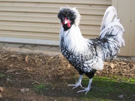 Карликовые декоративные куры породы фото Crested Polish Chickens: Male vs. Female, Colors, and Care Beautiful chickens, C