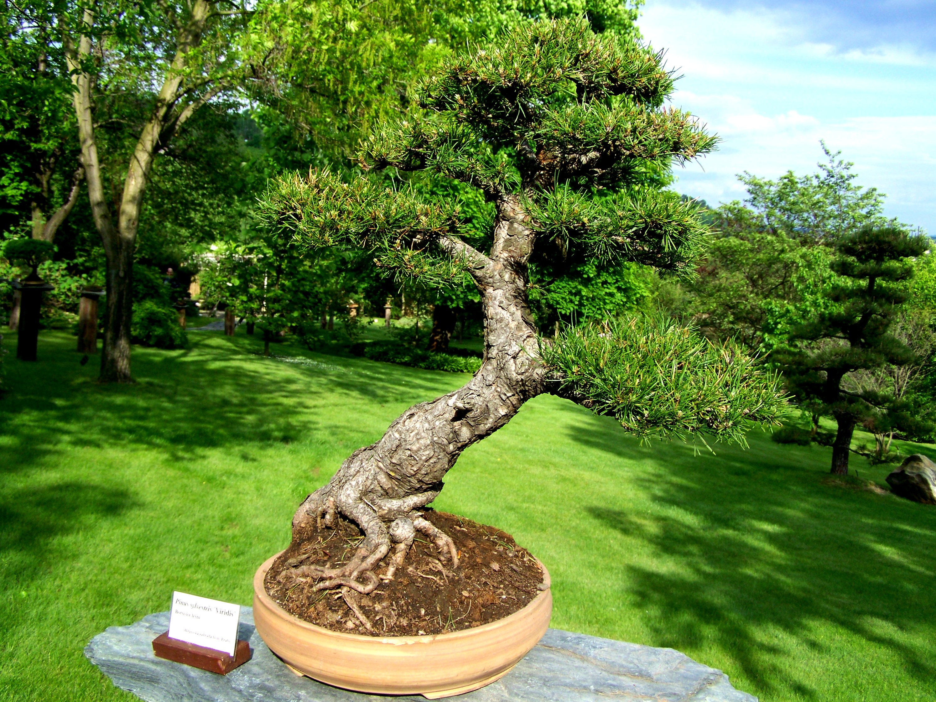 Карликовые деревья для сада декоративные фото File:2012 kveten botanicka zahrada 070.JPG - Wikimedia Commons