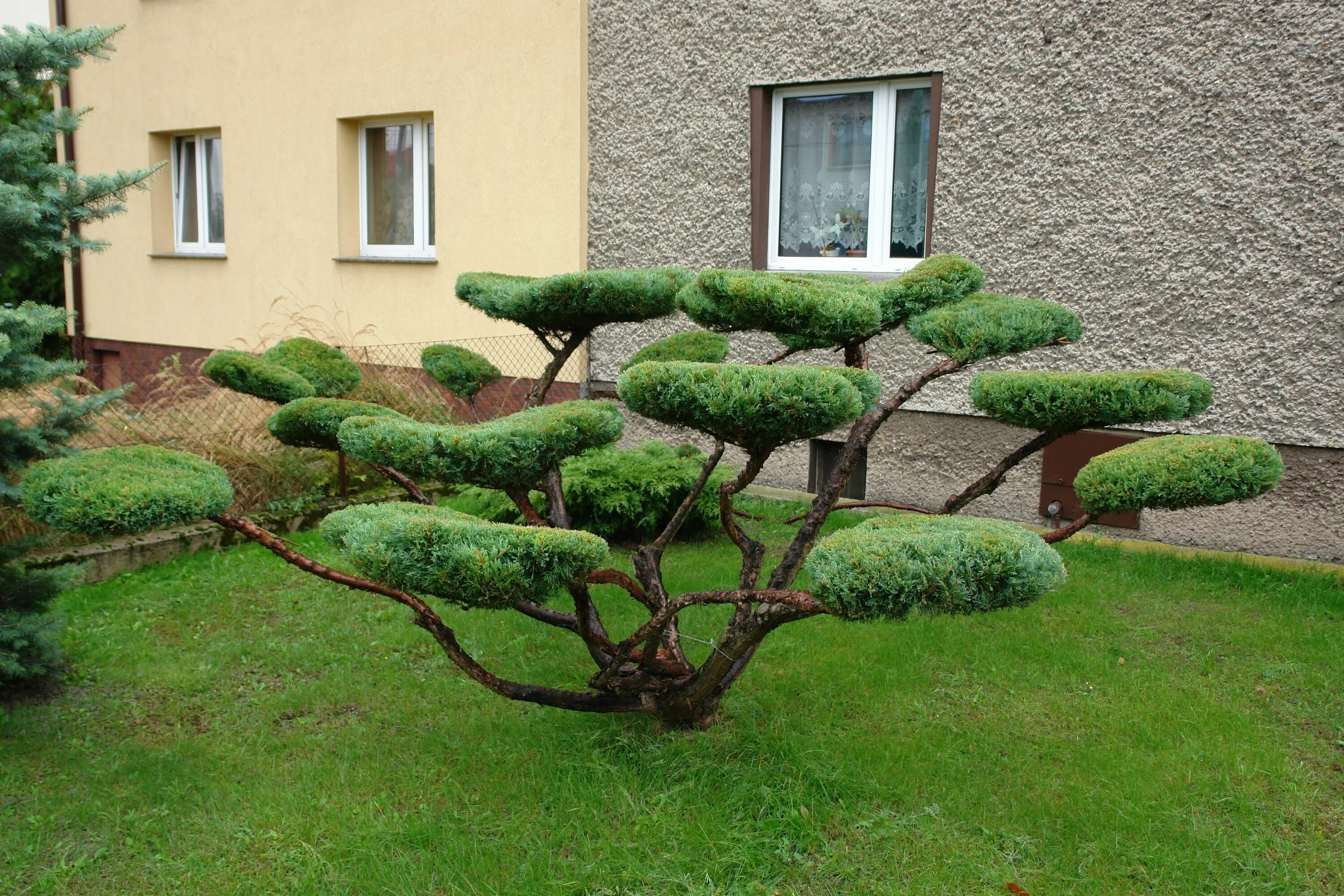 Карликовые деревья для сада декоративные фото Formowanie iglaków. Zdradzamy tajemnice ich przycinania Giardino, Design giardin