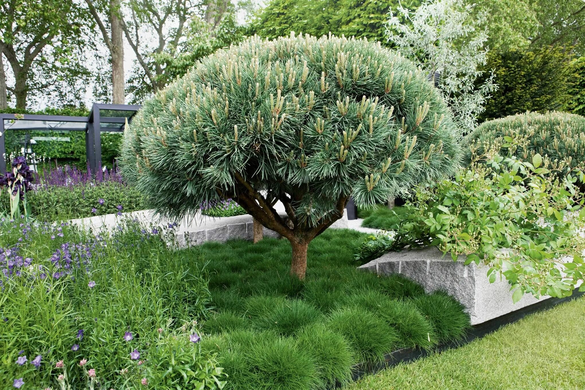 Карликовые деревья для сада декоративные фото 70s style conifers are back in fashion, here's which variety to choose Conifers 