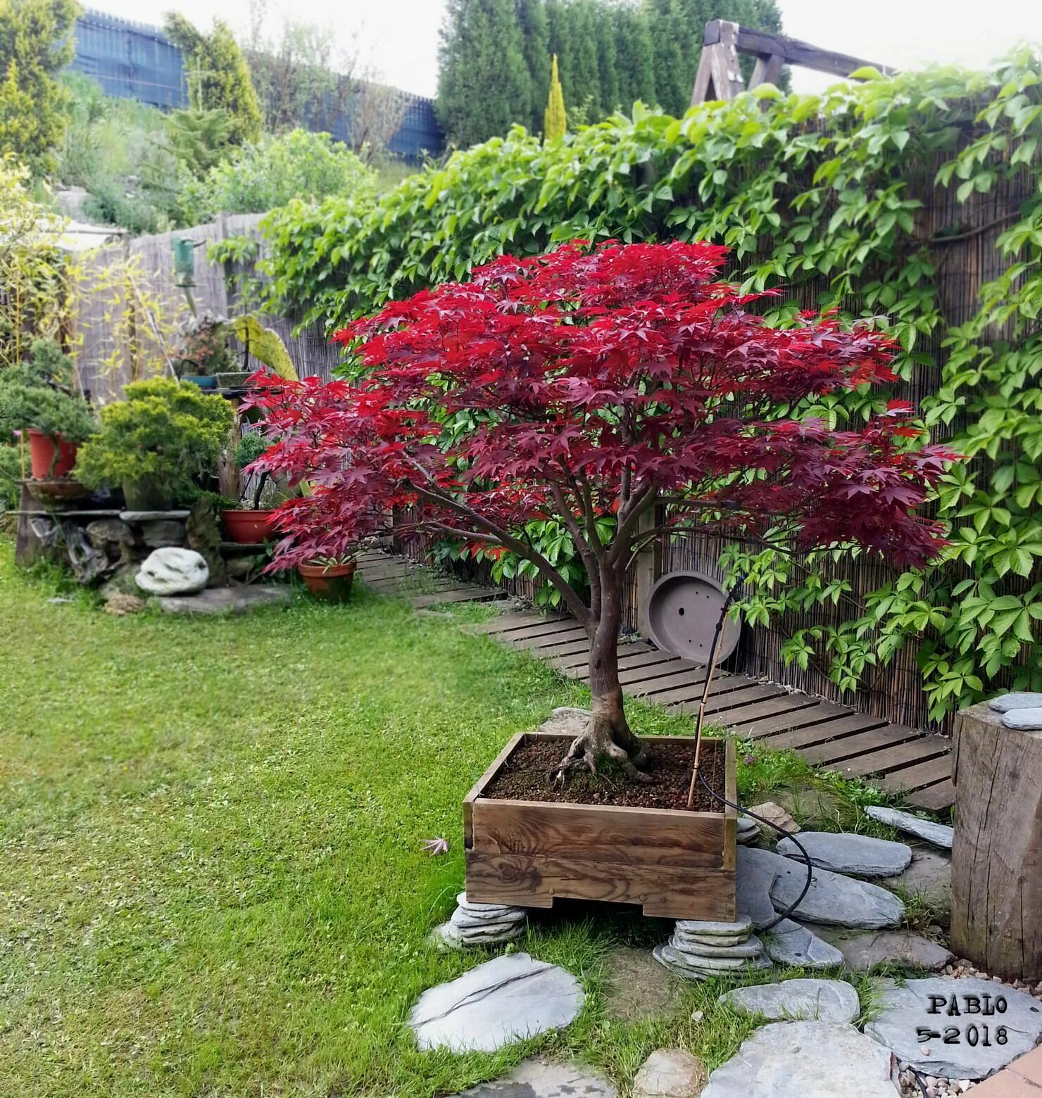 Карликовые деревья для сада декоративные фото Arce palmatum atropúrpureum Jardín de bonsáis, Arboles para jardin, Jardines jap