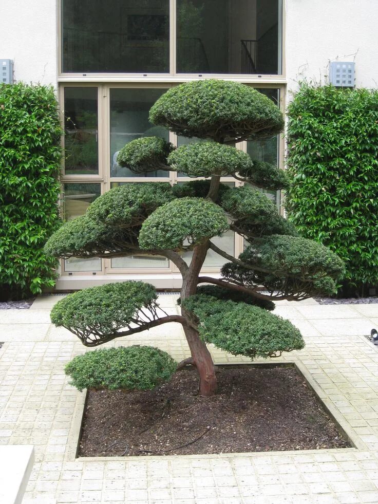 Карликовые деревья для сада декоративные фото Ilex crenata cloud pruned to Niwaki Jardin japonais, Jardin zen, Amenagement jar