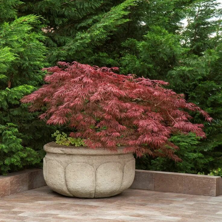 Карликовые деревья для сада декоративные фото Terrific Small Trees for Yards of Any Size - Fine Gardening Small trees, Japanes