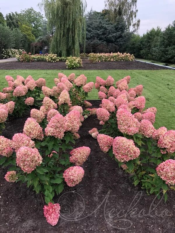 Карликовые гортензии фото описание Гортензия метельчатая (Hydrangea paniculata `Summer Breeze`) 1535-1 - Солитеры -