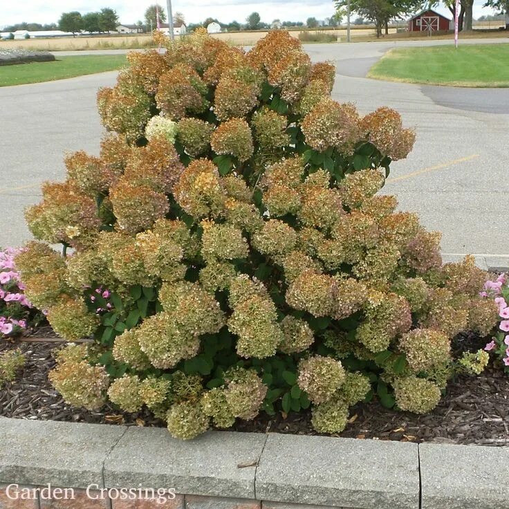 Карликовые гортензии фото описание Hydrangea BOBO - Buy Hydrangea Hardy Shrubs Online Bobo hydrangea, Hydrangea gar