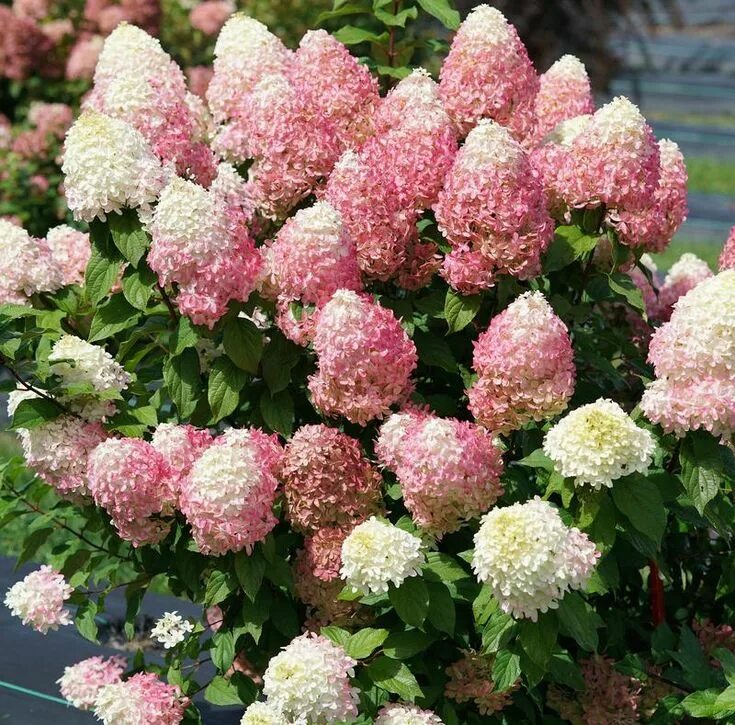Карликовые гортензии метельчатые сорта с фото Quick Fire Fab ™ Panicle Hydrangea (Paniculata) Strawberry hydrangea, Panicle hy