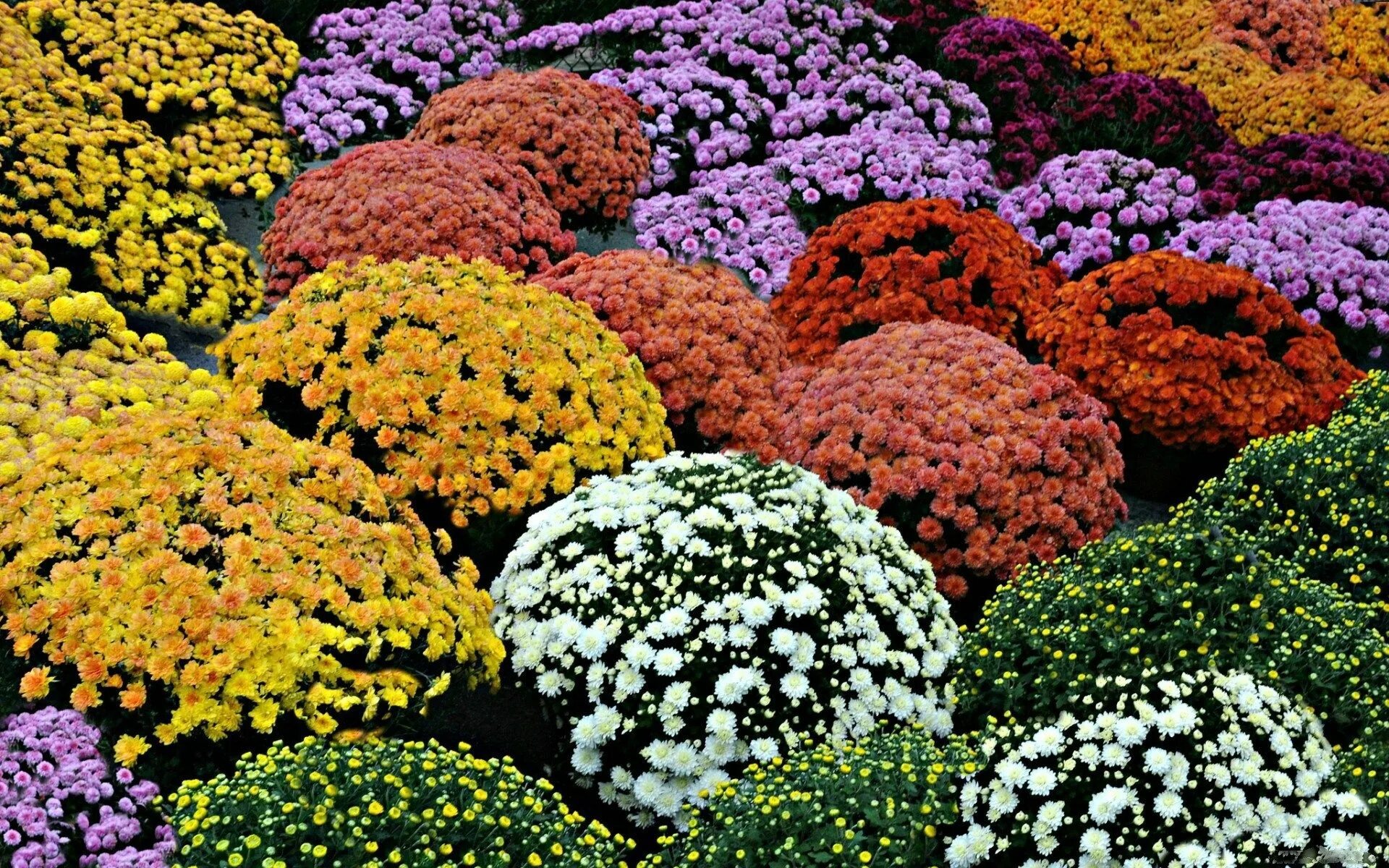 Карликовые хризантемы садовые многолетние фото flower image to download, Hamlin Stevenson 2017-03-22