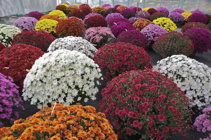 Карликовые хризантемы садовые многолетние фото и названия How to Grow Chrysanthemums for Fall Color Chrysanthemum flower pictures, Garden 