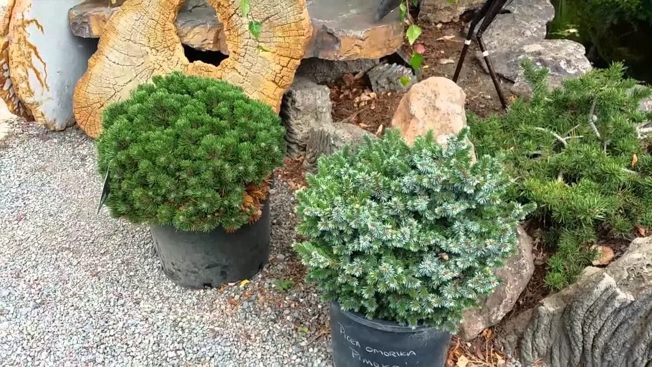 Карликовые хвойные растения для сада фото Карликовые хвойные в Pond & Garden Nursery в Сономе - YouTube