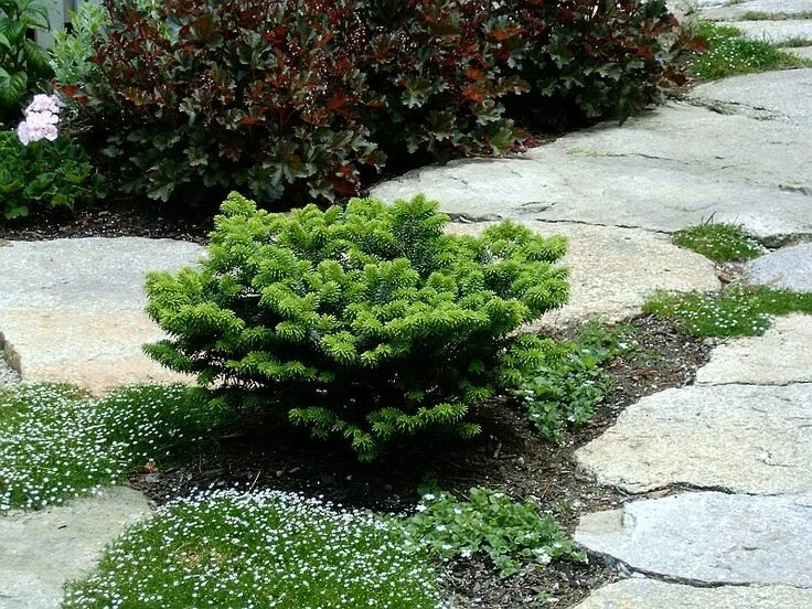 Карликовые хвойные растения для сада фото www.greenart.com plantphotos plnt-miniatures Abies%20balsamea%20Nana%2005-fll.jp