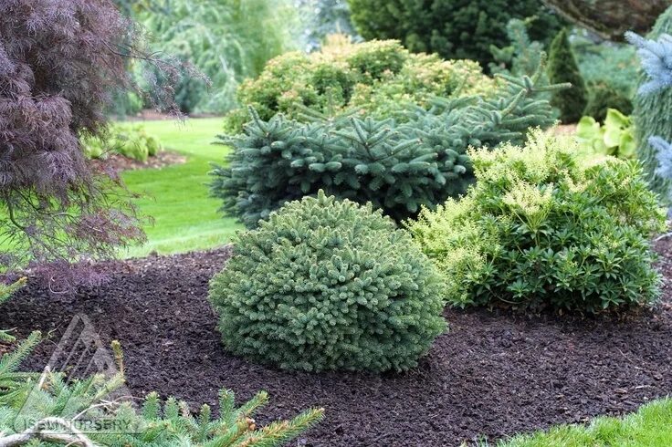 Карликовые хвойные растения для сада фото Picea glauca ' Little Globe ' Dwarf Alberta Spruce Dwarf alberta spruce, Fairy g