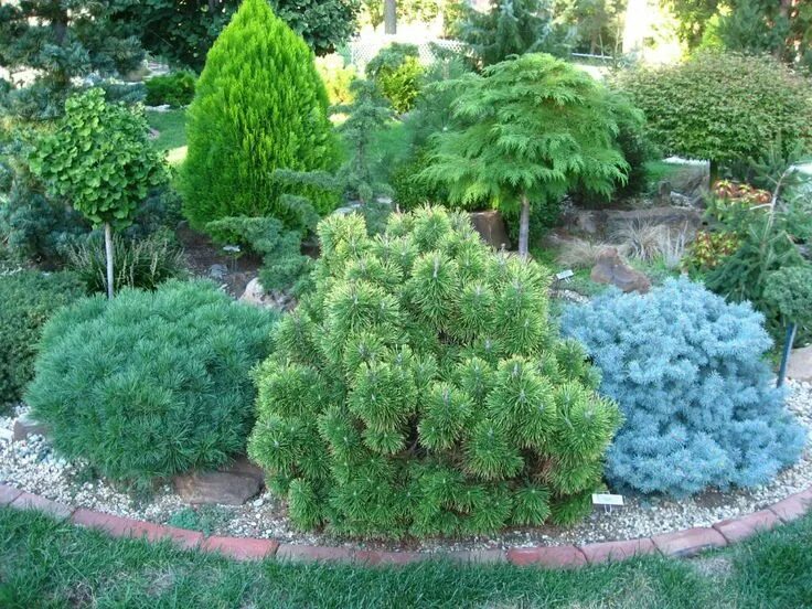 Карликовые хвойные растения для сада фото Conifers for the small garden 2 Evergreen garden, Garden design, Garden shrubs