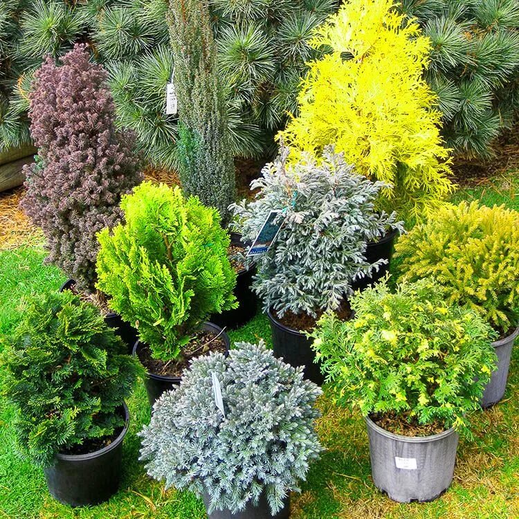 Карликовые хвойные растения для сада фото Evergreen garden, Winter plants, Winter garden