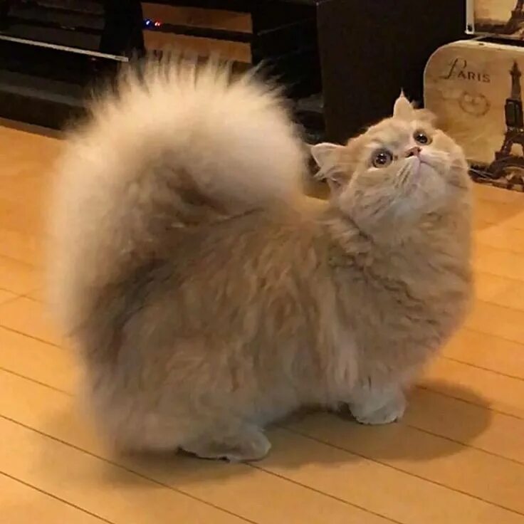 Карликовые кошки фото Purrtacular Cute cats, Cute cats and dogs, Beautiful cats
