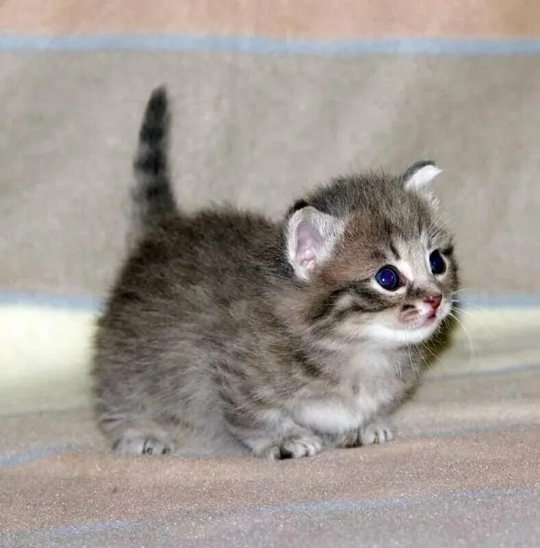 Карликовые кошки фото Munchkin Kittens For Sale In Pa 341