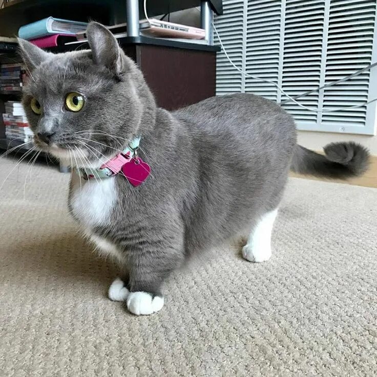 Карликовые кошки породы фото Pin on Cats & Kittens! ❤ ️❤ ️❤ Kittens cutest, Silly cats pictures, Munchkin cat