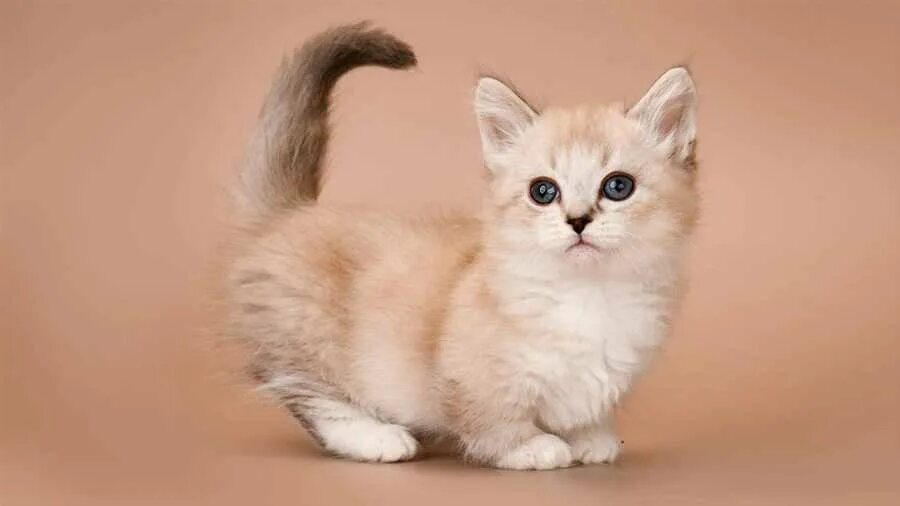 Карликовые кошки породы фото Самые милые и очаровательные породы кошек, которые точно покорят ваше сердце