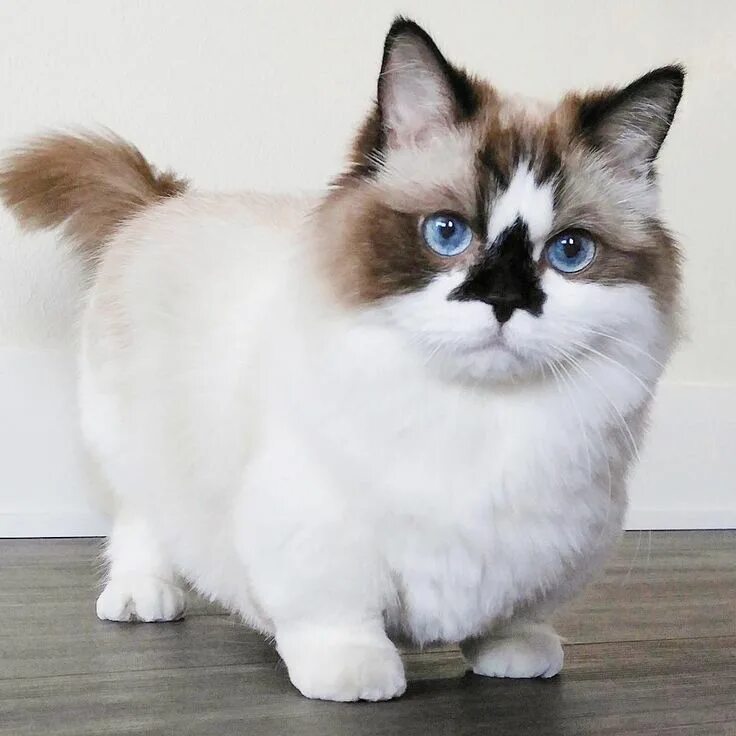 Карликовые кошки породы фото ☁ Marshmallow cloud. Gatinhos adoráveis, Animais adoráveis, Gatinhos