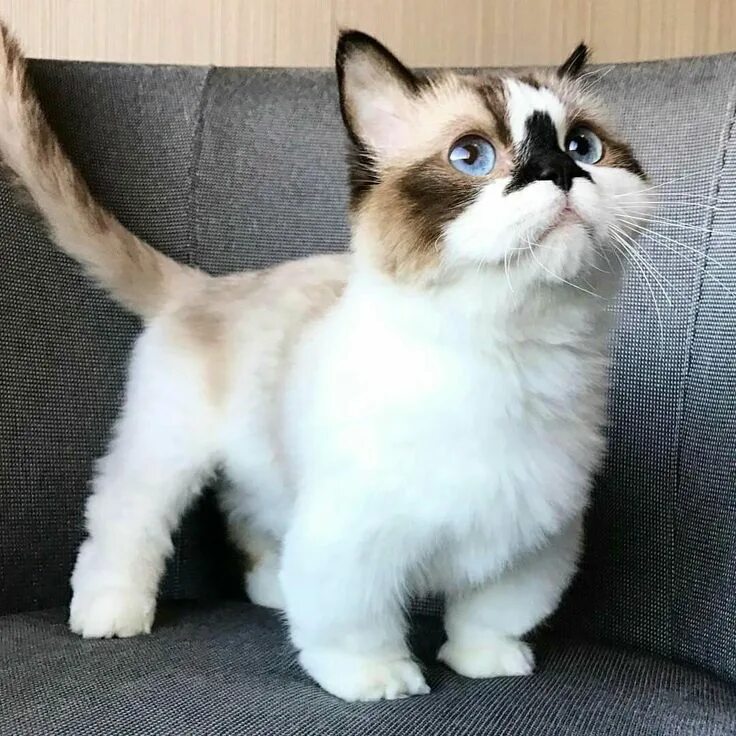 Карликовые кошки породы фото Pin by Jacqueline's Sideline on Albert Baby Cat ❤ Munchkin cat, Munchkin kitten,
