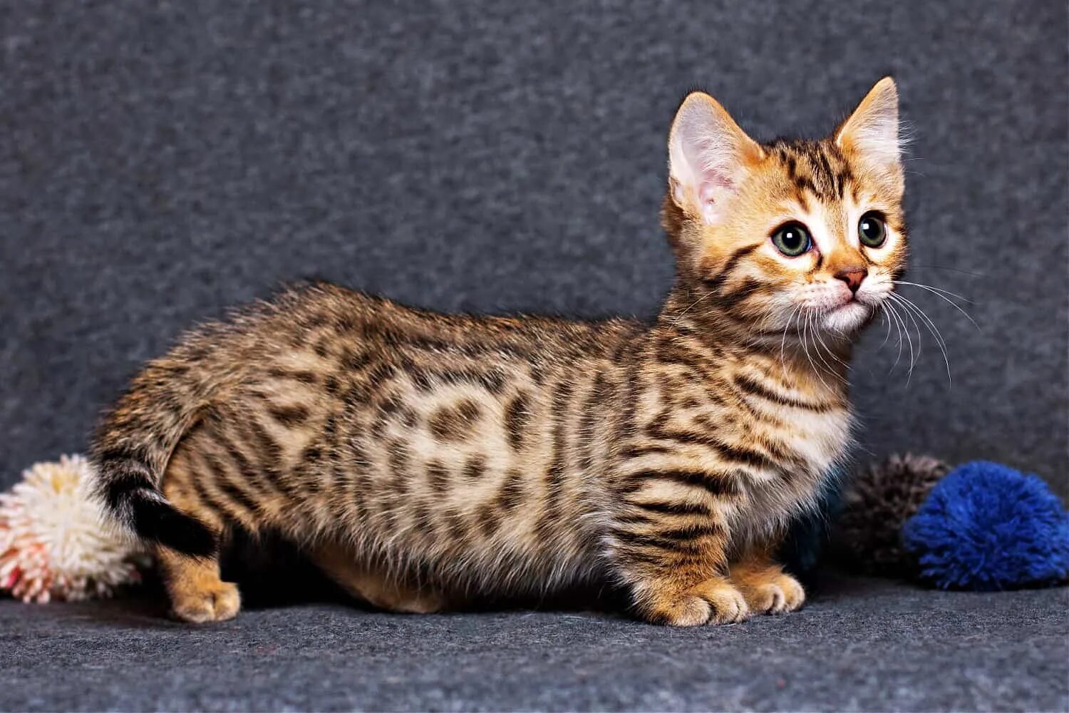 Карликовые кошки породы фото Munchkin Cats - A Comprehensive Look At Their Genetics, Traits, And Ethical Deba