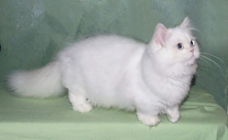 Карликовые кошки породы фото Thenapoleoncat's Blog Munchkin cat, Napoleon cat, Munchkin kitten
