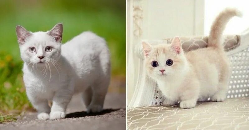 Карликовые кошки породы фото 20 adorables raisons d’adopter un Munchkin, le chat qui reste "bébé" toute sa vi