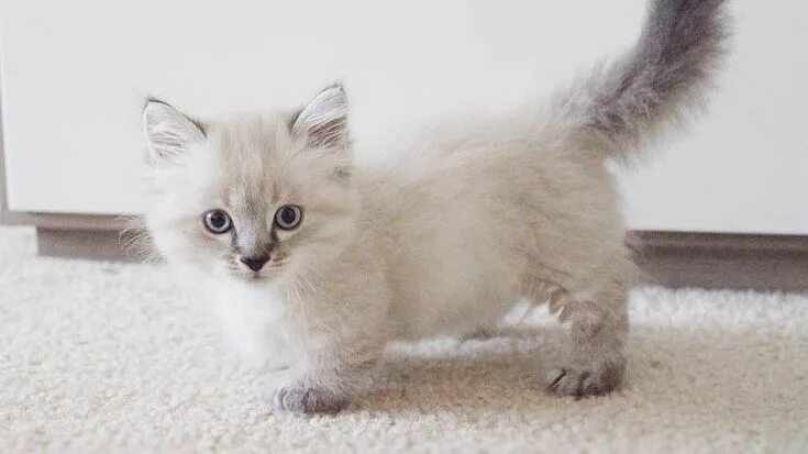 Карликовые кошки породы фото Munchkin Cat Munchkin cat, Napoleon cat, Munchkin cat price