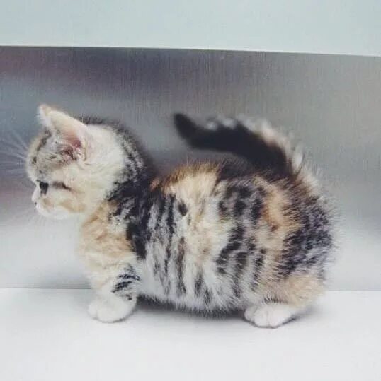 Карликовые коты фото What a Big Kitty! - 18th January 2014 Munchkin kitten, Cute animals, Munchkin ca