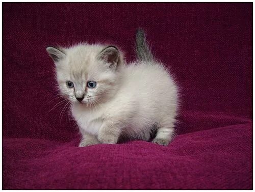 Карликовые коты фото Munchkin Kittens: Cute and Adorable Cats