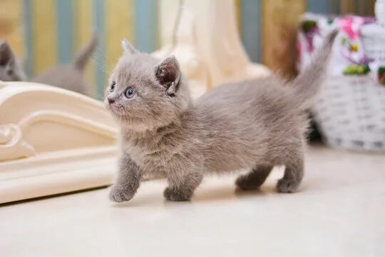 Карликовые коты фото Munchkin Зображення - огляд 11,402 Стокові фото, векторні зображення й відео Ado