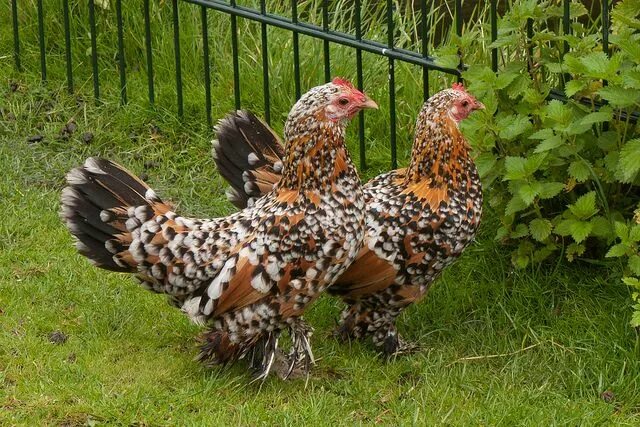 Карликовые куры фото Booted Bantam Poulets d'élevage, Poule d ornement, Poulets de bantam