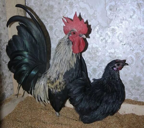 Карликовые куры фото КАРЛИКОВЫЕ ДЕКОРАТИВНЫЕ КУРЫ - КОХИНХИНЫ, СИБРАЙТЫ, ШАБО, БРАМЫ и др. - запись н