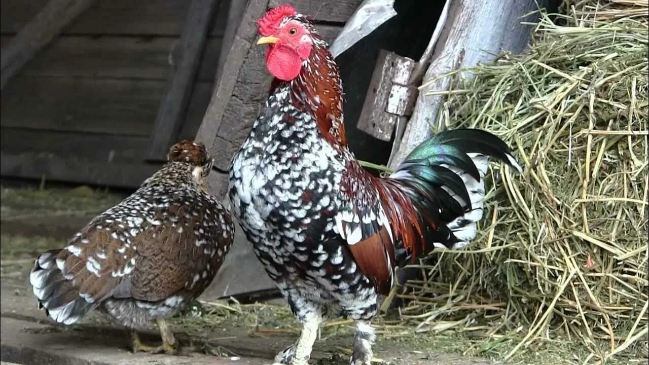 Карликовые куры описание фото Карликовые куры / Dwarf chickens TAVRIA 2012 1080p - YouTube
