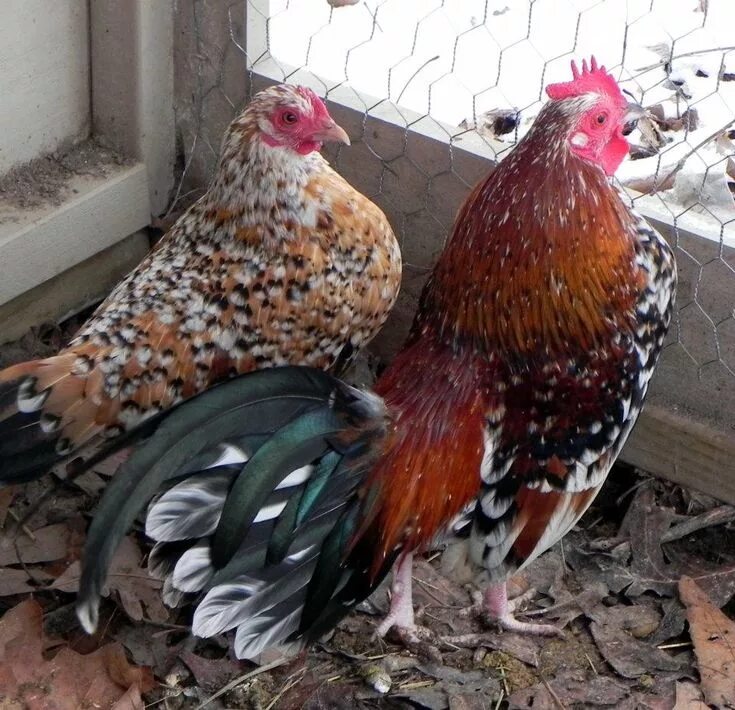 Карликовые куры породы фото Old English Game Bantams Animais, Galo, Mil flores