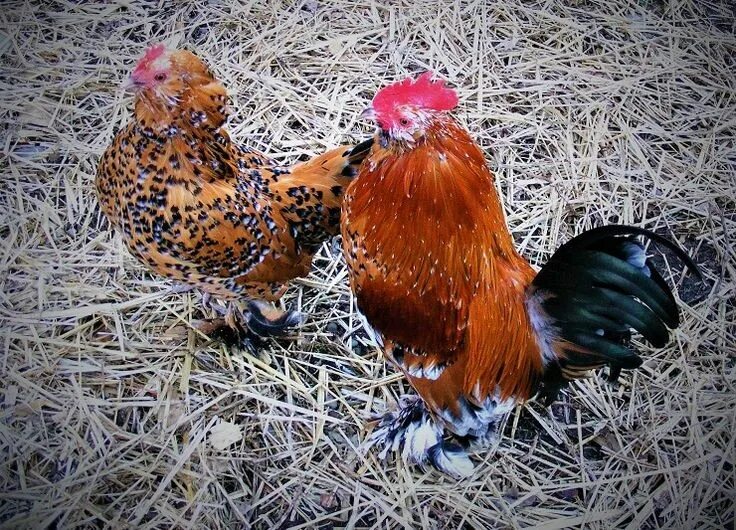 Карликовые куры породы фото Belgian D’Uccle: Mille Fleur Variety, Egg Laying and More. Best egg laying chick