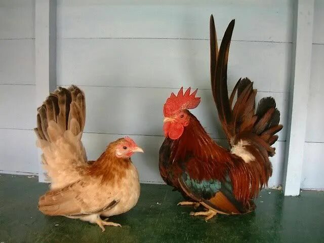 Карликовые куры породы фото Japanese Bantam Thread! Bantam chickens, Chicken breeds, Fancy chickens