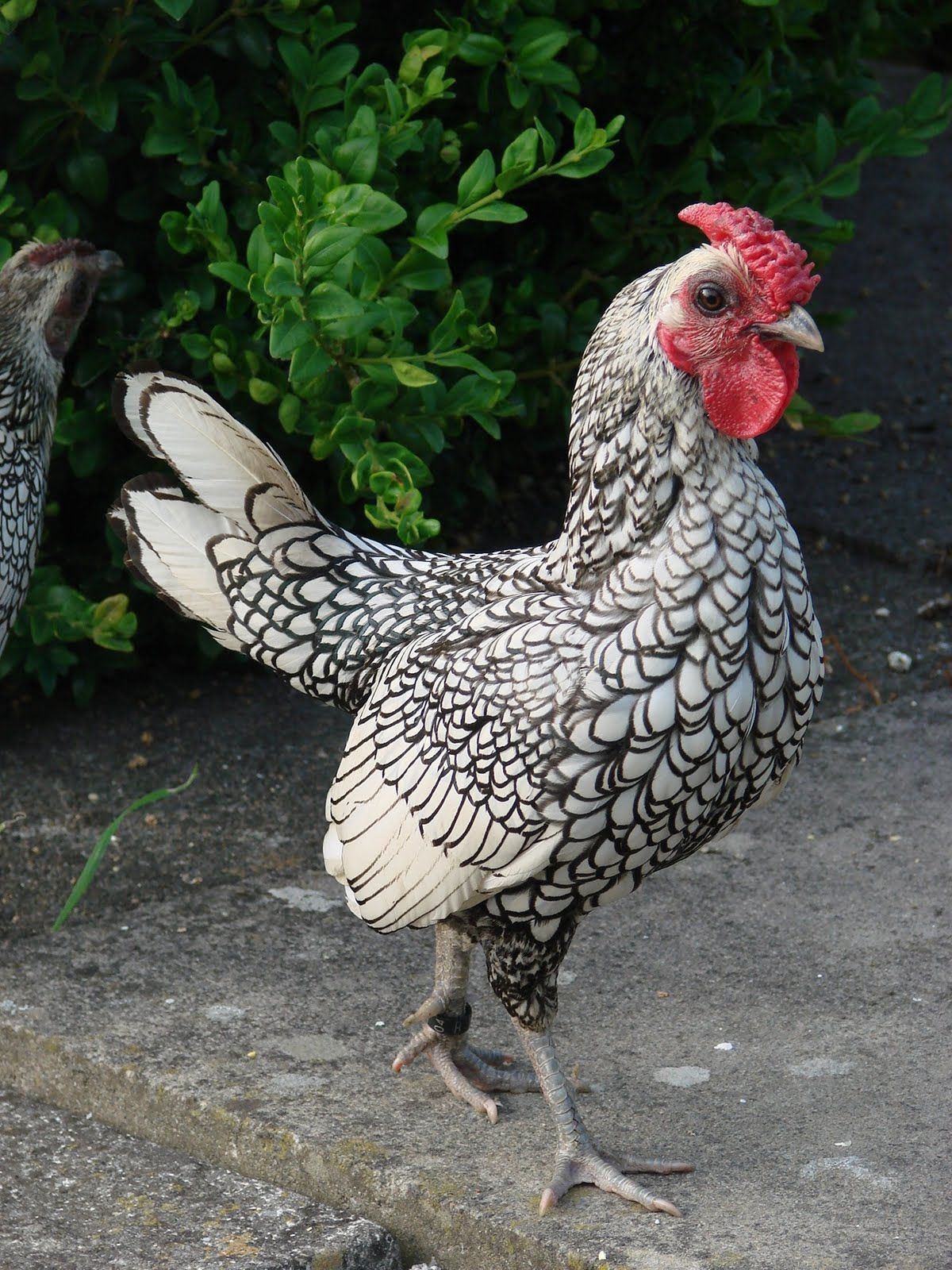 Карликовые куры породы фото sebright chicken photos - Yahoo Image Search Results
