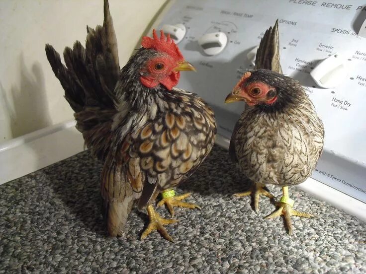 Карликовые куры породы фото Image 243 of 4632 in forum thread "American serama thread!" Fancy chickens, Chic