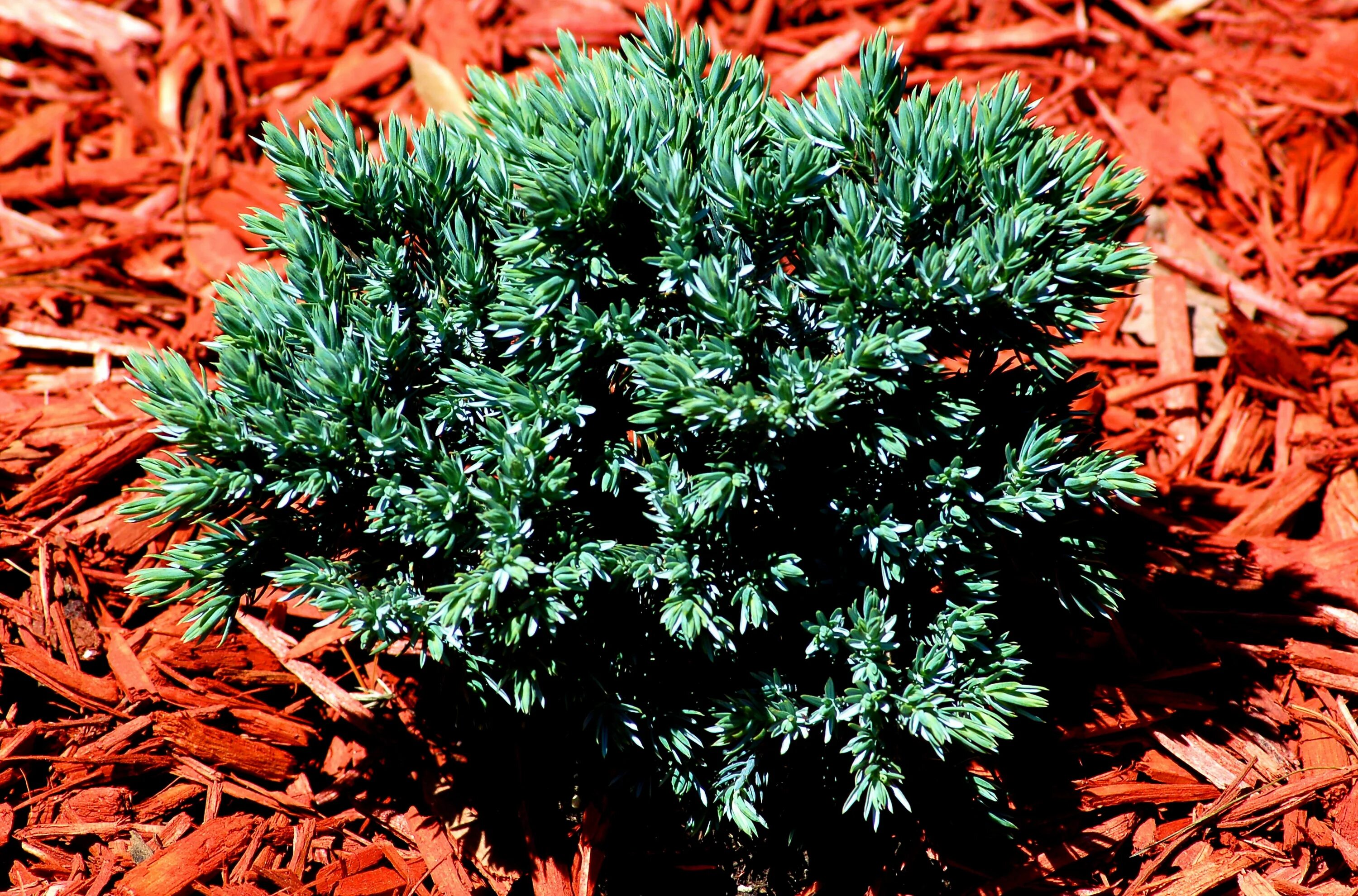 Карликовые можжевельники виды и описание фото Learn About the Low-Maintenance Blue Star Juniper Shrub Blue star juniper, Droug