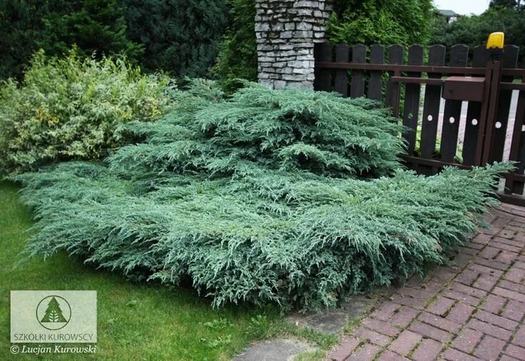 Карликовые можжевельники виды и описание фото Family Cupressaceae; Genus Juniperus; Species squamata 'Blue Carpet'; Blue Carpe