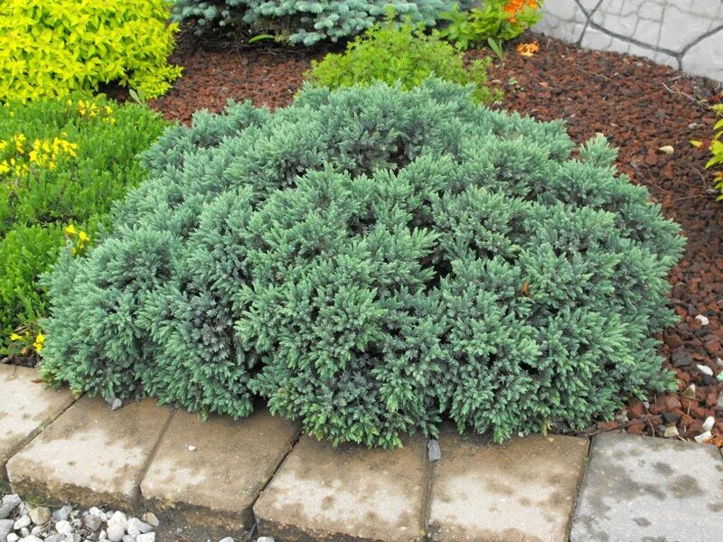Карликовые можжевельники виды и описание фото Blue Star Juniper * Kiwi Nurseries Ltd