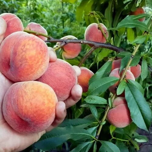 Карликовые персики сорта и фото Купить саженцы Персик Рич Мей в Москве по цене 590 р. с доставкой в Подмосковье
