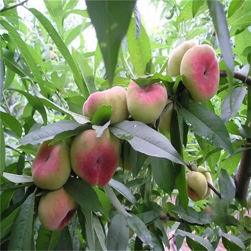 Карликовые персики сорта и фото Персик Семена 5 шт AliExpress