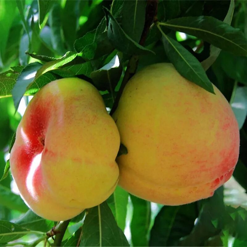 Карликовые персики сорта и фото Оригинал Egrow 5Pcs / Pack Персиковое дерево Семена Сад Карликовые бонзанские сл