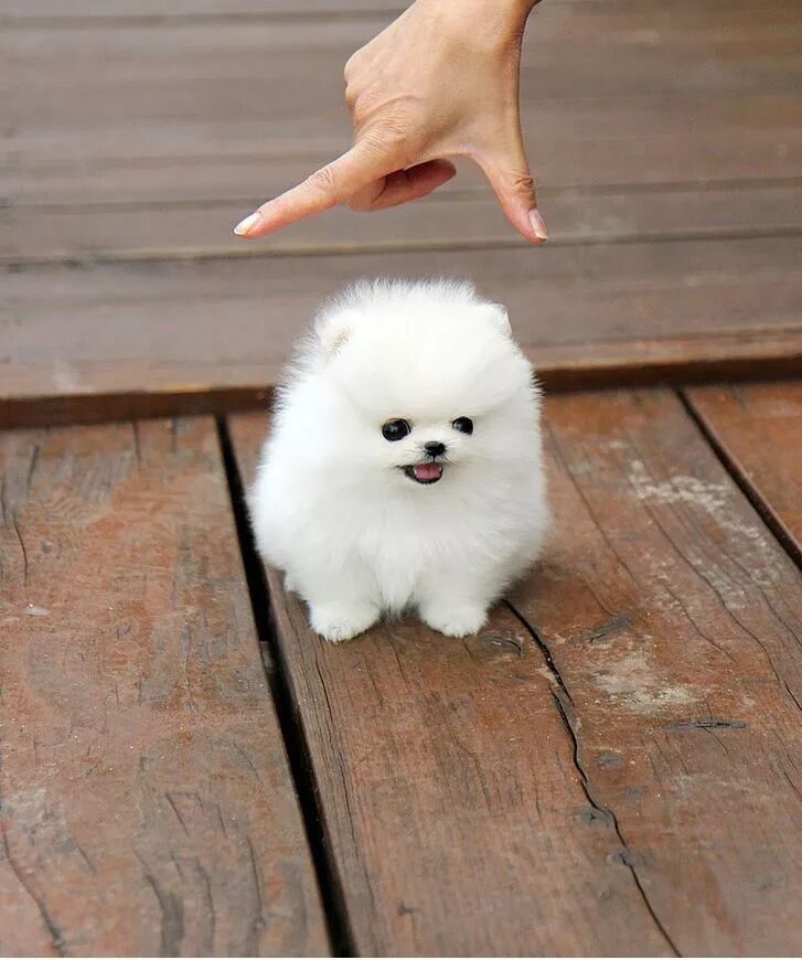 Карликовые породы собак фото SOUTHbySOHO: Tiny Dog Tuesday Cute dogs, Cute little puppies, Puppies