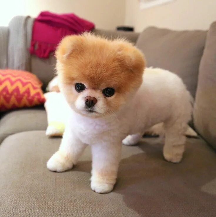 Карликовые породы собак фото с названиями Boo the Pomeranian, Once Named the World's Cutest Dog, Dies Cute dogs, Cute dogs