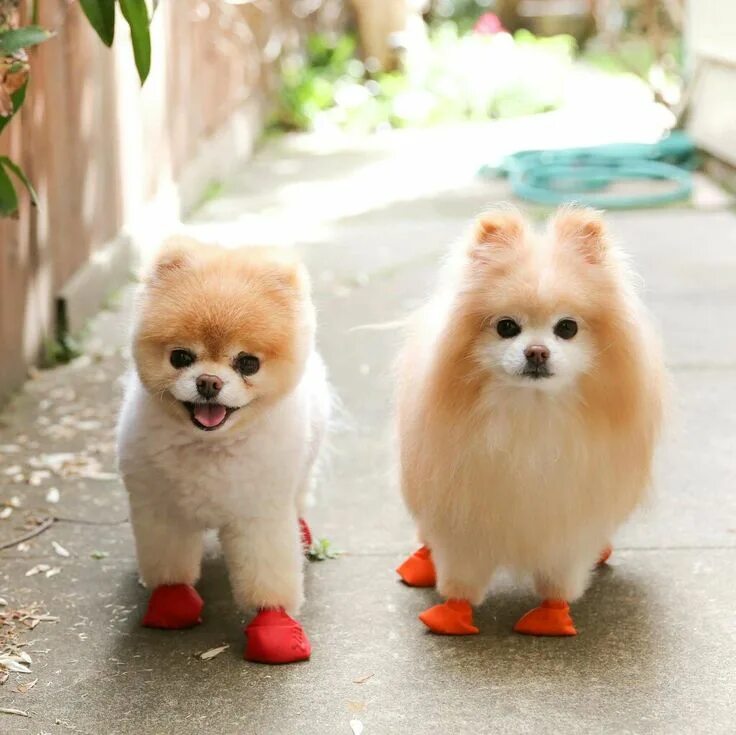 Карликовые породы собак фото с названиями Pin en JiffPom & Friends. Perro boo, Perros miniatura, Razas de perros miniatura