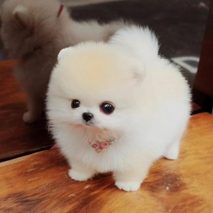 Карликовые породы собак фото с названиями then: i hate dogs now: i love dogs Cute dogs, Teacup puppies, Cute animals